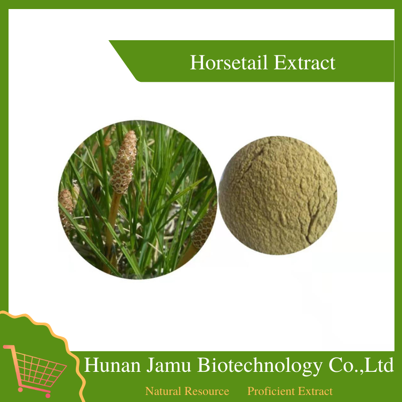 Horsetail Extract