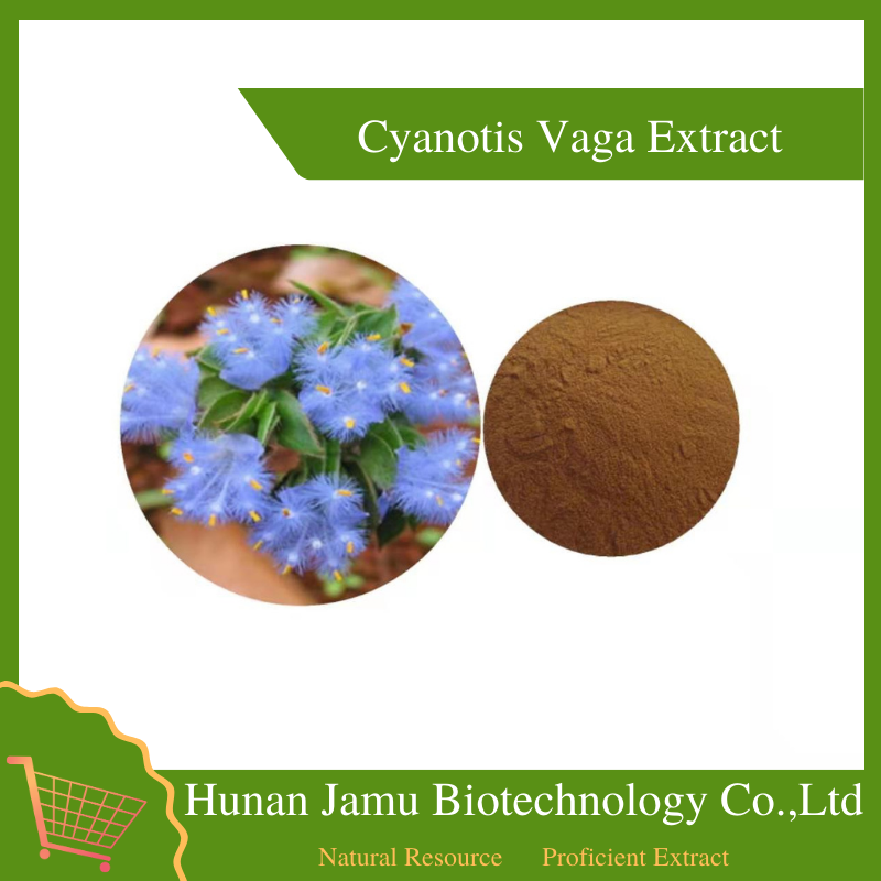  Cyanotis Vaga Extract 