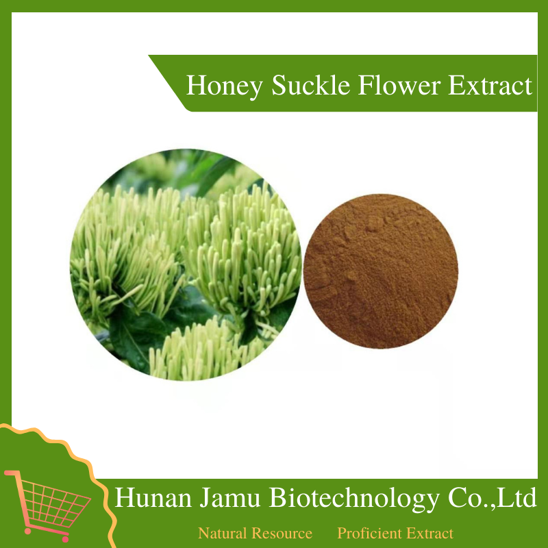 Honey Suckle Flower Extract 