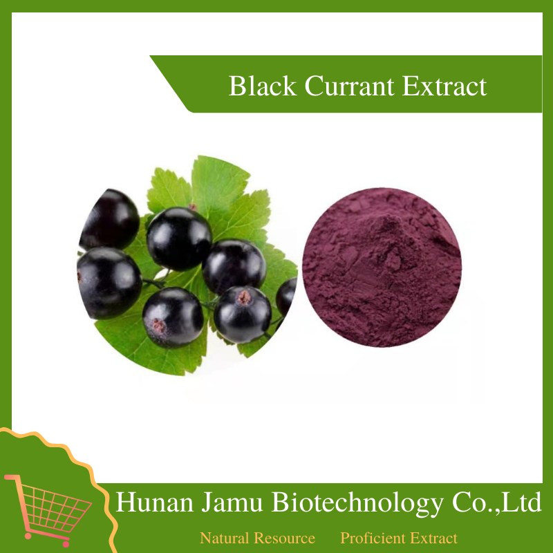 Black Currant Extract 