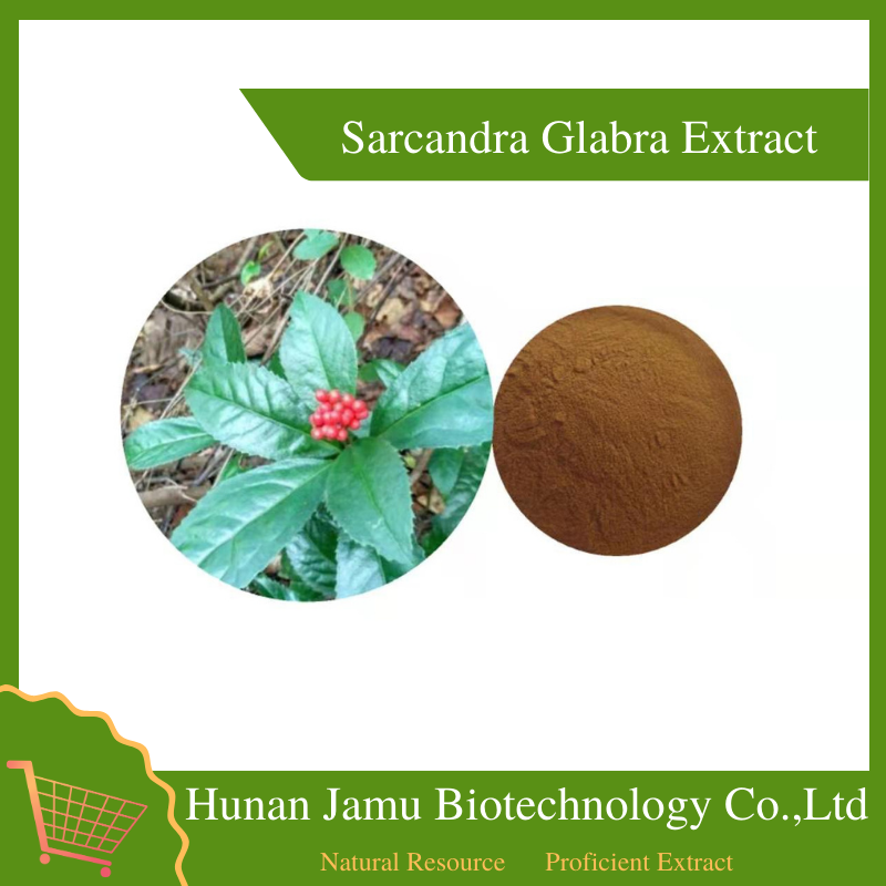 Sarcandra Glabra Extract