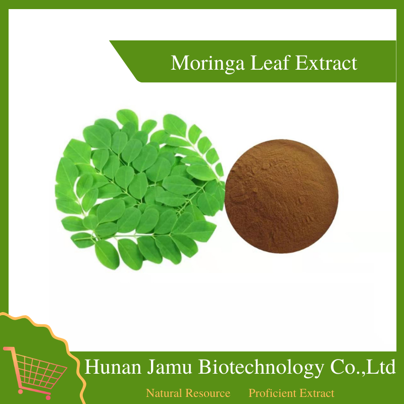 Moringa Leaf Extract