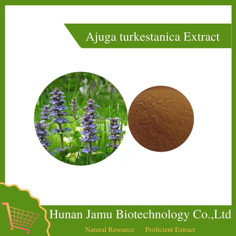 Ajuga turkestanica Extract   