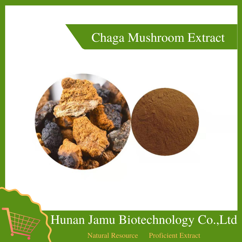  Chaga Mushroom Extract    