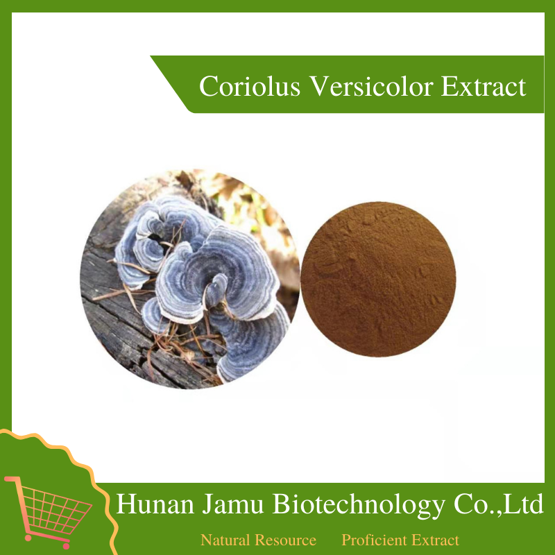  Coriolus Versicolor Extract 